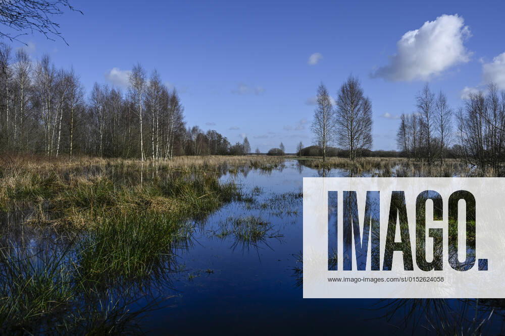 Lower Saxony, Worpswede The meadows in the nature reserve Breites Wasser are regularly flooded in spring Two birch trees are reflected in the water surface Worpswede Lower Saxony Germany
