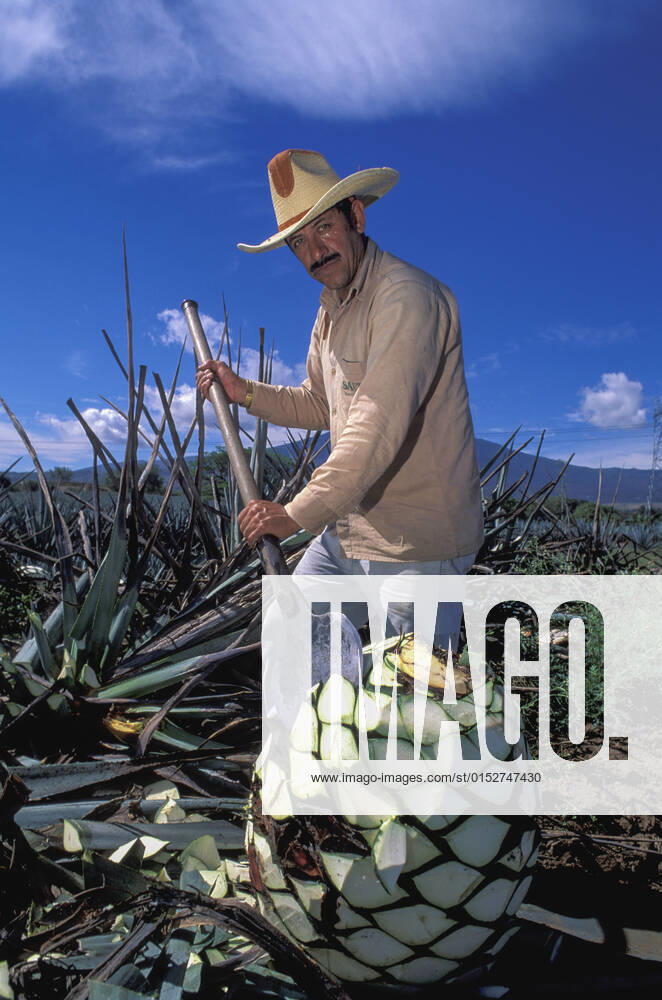 Mexico; Jaliscio; Tequila, Rancho Sauza, Agave harvest for Tequila Tequila