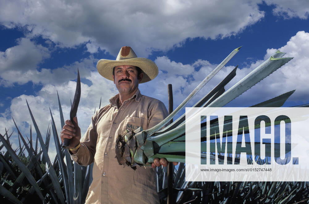 Mexico; Jaliscio; Tequila, Rancho Sauza, Agave harvest, Tequila