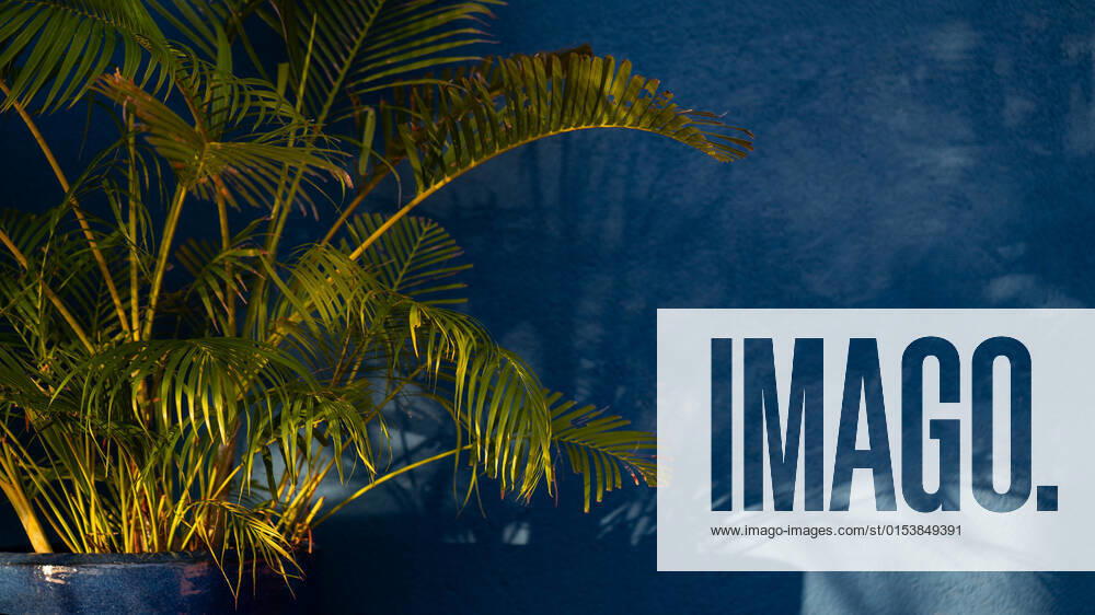 A green plant with light and shadow on blue wall background., model released, , property released, , 33515684.jpg, architecture, background, beach, blank, blue, coconut, color, cozy, decor, decoration, decorative, design, designed, empty, garden, green, home, hotel, house, houseplants, indoor, interior, leaf, light, living, minimal, minimalism, minimalists, modern, natural, nature, nordic, palm, plant, resort, room, shadow, space, spring, style, stylish, summer, tree, tropical, vintage, wall