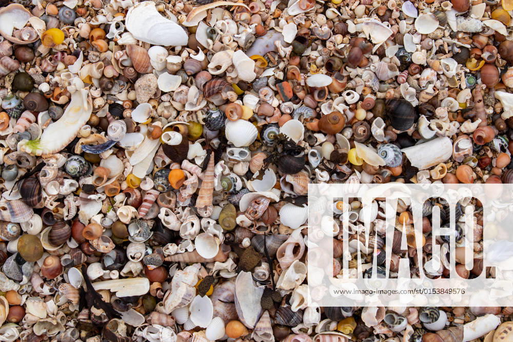 Pile of the shells of molluscs on the beach at low tide, model released, , property released, , 33516116.jpg, abstract, animal, animals, beach, bivalve, clam, cockle, common cockle, conch, crustacean, dam, day, detail, dish, edible, edible clam, edible cockle, empty, food, heart, heart mussel, marine, meal, mollusc, mullusc, muscle, mussel, natural, nature, nobody, outdoor, outdoors, oval, oyster, rest, ribbed, ribbed oval, saltwater, sand, sandy, scallop, sea, sea animal, sea food, sea shell, seafood, seashell, shell, shell-fish, shells