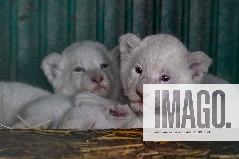Bilder des Jahres 2022, Entertainment 04 April Entertainment Themen der Woche KW14 (220407) -- SKOPJE, April 7, 2022 -- Three white lion cubs lay in the cage at the Zoo of Skopje in Skopje, North Macedonia, April 7, 2022. The Zoo of Skopje is experiencing a baby boom these days, with the birth of more than 30 offsprings of different species. (Photo by Xinhua) NORTH MACEDONIA-SKOPJE-ZOO-CUBS TomislavxGeorgiev