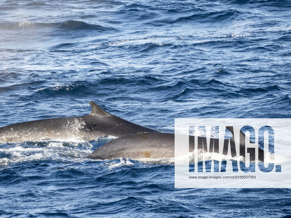 Adult fin whales (Balaenoptera physalus), feeding on krill near Coronation Island, South Orkney Islands, Antarctica, Polar Regions