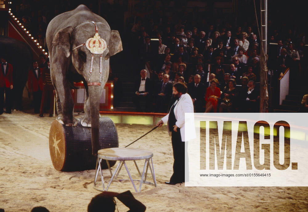 STARS IN DER MANEGE Stars in der Manege, AZ Gala, ZDF-Aufzeichnung aus dem Circus Krone in München, Deutschland, 1978, im Bild: Bud Spencer, italienischer Filmschauspieler, in der Manege mit Zirkuselefant. Stars in der Manege, Gala, TV recording from Circus Krone in Munich, Germany, 1978, pictured: Italian film star Bud Spencer in the ring with Circus elephant., München Deutschland