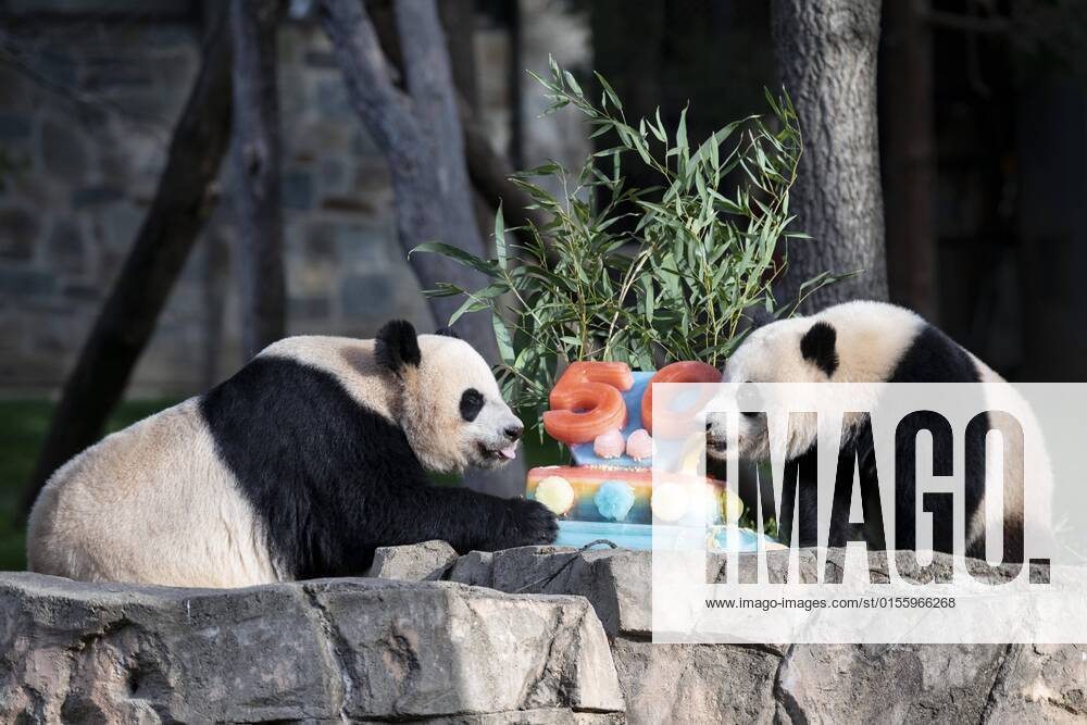 (220417) -- WASHINGTON, D.C., April 17, 2022 -- Giant panda cub Xiao Qi Ji (R) and its mother Mei Xiang enjoy an ice cake at Smithsonian s National Zoo in Washington, D.C., the United States, April 16, 2022. Various events were held to mark the 50th anniversary of the giant panda program of the Smithsonian s National Zoo and Conservation Biology Institute on Saturday. In 1972, then-Chinese Premier Zhou Enlai gifted two giant pandas to the United States as a gesture of goodwill following then-U.S. President Richard Nixon s groundbreaking visit. Then-Zoo Director Theodore Reed personally escorted the bears from China, and they arrived in Washington, D.C., on April 16, 1972. ) U.S.-WASHINGTON D.C.-ZOO-GIANT PANDA-50TH ANNIVERSARY-CELEBR