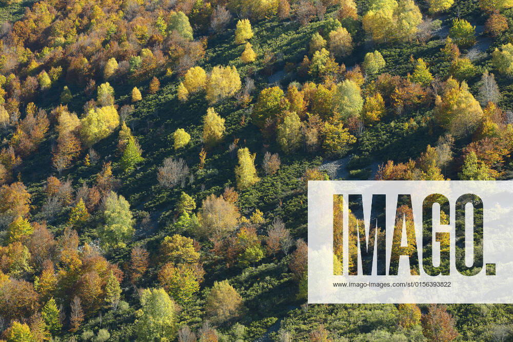 Autumn atmosphere in Picos de Europa national park, Spain, Cantabria, Picos de Europa national park Autumn in Picos de Europa national park, Spain, Cantabria, Picos De Europa national park BLWS665875