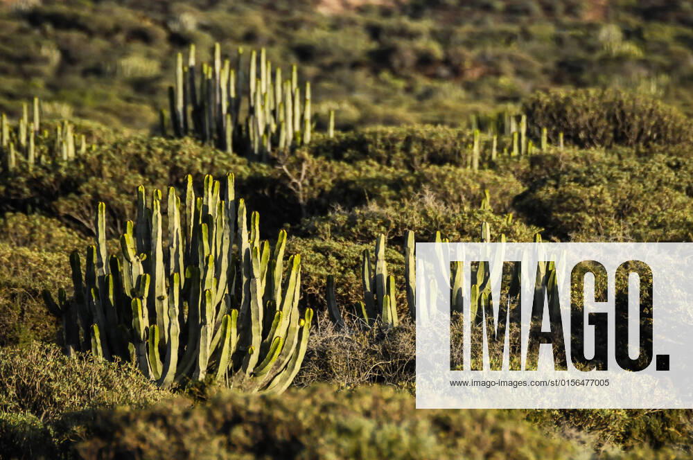 Cactus in the Desert at Sunset Tenerife South Canary Islands Spain , 12699566.jpg, desert, cactus, tenerife, cacti, rock, sky, southwest, clouds, green, travel, natural, dry, western, southwestern, nature, sonoran, outdoor, landscape, america, cholla, plant, arid, nobody, hot, blue, horizontal, vegetation, summer, sunlight, pear, sun, american, usa, erosion, vista, mountain, prickly,