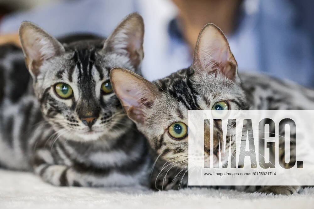Sokoke cats are seen at Spring Cat Festival, a cat show organized by the Sozvezdiye Association of Cat Lovers Clubs, at Sokolniki Exhibition Center. Sergei Karpukhin TASS TS12E2F7