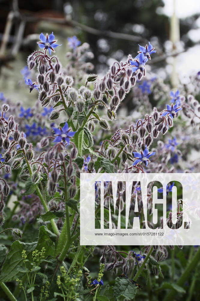 ITALY, Lazio, countryside, borage plant and flowers , 1202215.jpg, beautiful, beauty, bloom, blooming, blossom, blue, borage, borago, bristly, buds, close-up, closeup, color, colourful, countryside, decoration, detail, edible, flora, flower, flowers, food, fresh, garden, grass, green, growth, hairy, healthy, herb, leaf, leaves, medicinal, medicine, mediterranean, nature, officinalis, organic, outdoor, plant, plants, purple, rural, season, seasonal, vegetation,