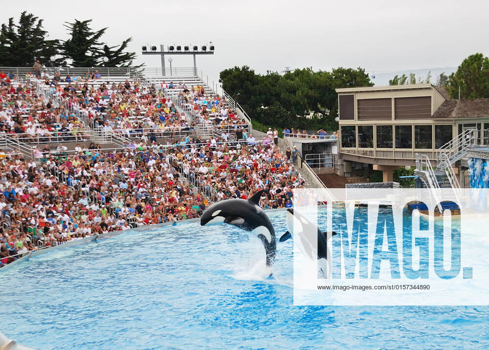 SEAWORLD, SAN DIEGO, CALIFORNIA, JULY 28, 2009, USA, whole year attraction with famous killer whale Shamu. , 1387249.jpg, achievement, adorable, animal, aquarium, arch, attractive, big, black, blue, california, captive, carnivore, diego, entertainment, fun, giant, gigantic, huge, jump, jumping, killer, large, mammal, marine, ocean, orca, outside, park, perform, performance, pool, power, powerful, predator, san, sea, seaworld, shamu, show, slpash, splash, swim, tourist, trained, water, wet, whale, white, world, zoo,
