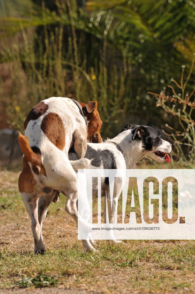 Two purebred jack russel terrier making love in a garden , 3017731.jpg, dog, sex, mating, jack russel terrier, animal, pet, love, purebred, pedigree, outdoor, two, dogs, canine, mating ritual, sexual activity, collar, cute, breeding,
