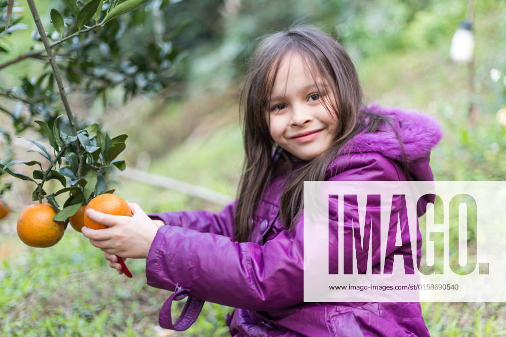 Cute girl picking oranges at orange farm, model released, , 16003034.jpg, Chinese, Taiwan, agriculture, autumn, beautiful, caucasian, child, crop, cute, eating, fall, farm, food, fresh, fruit, garden, girl, green, happy, harvest, healthy, kid, mandarin, mixed race, multi-racial, nature, orange, orchard, organic, person, picking, plant, purple, season, smile, taiwanese, tangerine, tree, winter,