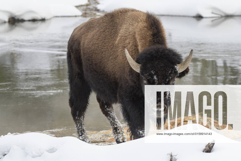 USA, Rocky Mountains, Wyoming, Yellowstone National Park, UNESCO, World Heritage, bison Yellowstone