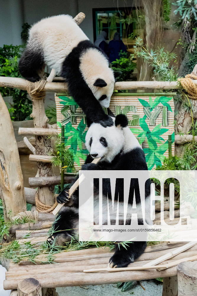 (220525) -- KUALA LUMPUR, May 25, 2022 -- Giant panda cub Sheng Yi (upper) and its mother Liang Liang play at Zoo Negara near Kuala Lumpur, Malaysia, May 25, 2022. The third locally bred giant panda cub born in May last year in Malaysia is officially named Sheng Yi, which means peaceful and friendship. The name also indicates the wish of the Malaysian government in strengthening its diplomatic ties with China, according to a press release by Minister of Energy and Natural Resources of Malaysia Takiyuddin Hassan. ) MALAYSIA-KUALA LUMPUR-GIANT PANDA-SHENG YI ZhuxWei