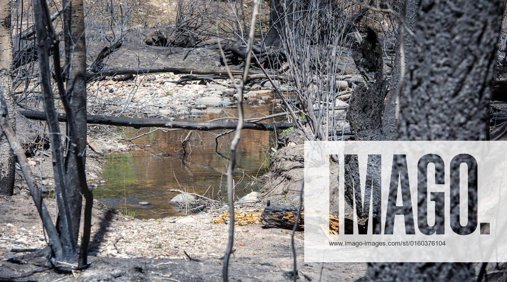Beaver Creek, a tributary to the Gallinas River, flows through forests burned by the Calf Canyon Hermits Peak Fire. Photo shot Tuesday May 29, 2022. The stream is part of Las Vegas water supply. USA - ZUMAab1_ 20220531_zaf_ab1_004