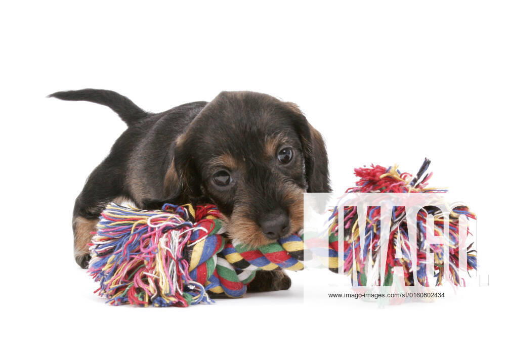 Wire-haired dachshund, Rough Hair Dachshund, wire-haired dachshund, Rauhaar Dachshund, wire-haired dachshund, wire-haired dachshund, Rauhaar dachshund, Rough Hair dachshund, dachshund, Dachshund Canis Lupus F familiaris , Puppy plays with colorful dog toy Wire Haired dachshund, Wire Haired Sausage dogs Domestic Dog Canis Lupus F familiaris , Puppy Playing With COLOURFUL Do