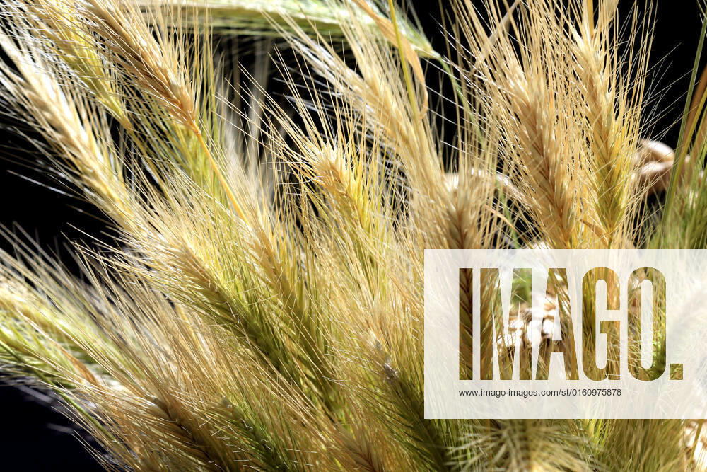 Common annual and perennial grasses Often considered a weed, mouse barley with its mature spikes