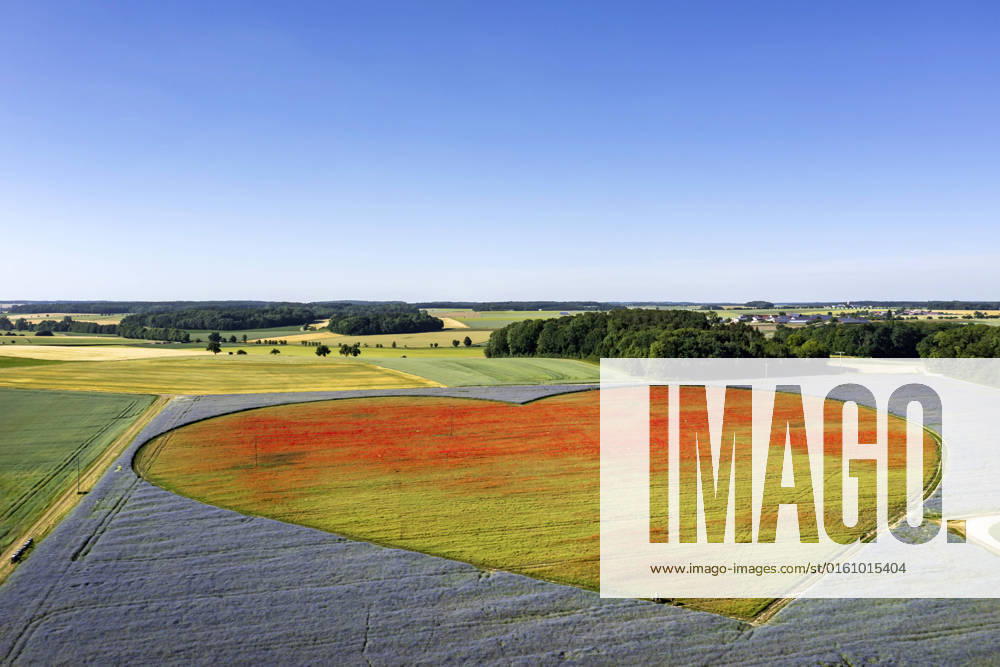 Flowering heart as a sign for children with heart disease Millions of Centaurea cyanus cornflowers and Papaver poppies alone are said to bloom on an area of around ten hectares in Blaufelden in the Hohenlohe plain T