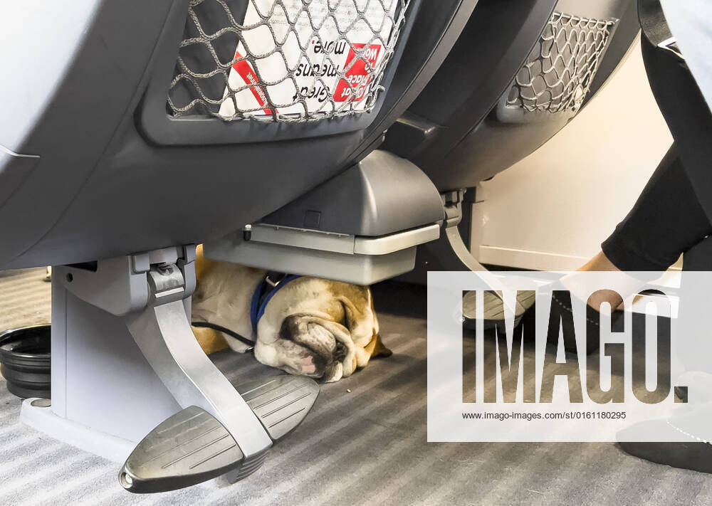Adi an American Bulldog in an ICE train of Deutsche Bahn on Juni 18, 2022 in Würzburg, Germany.