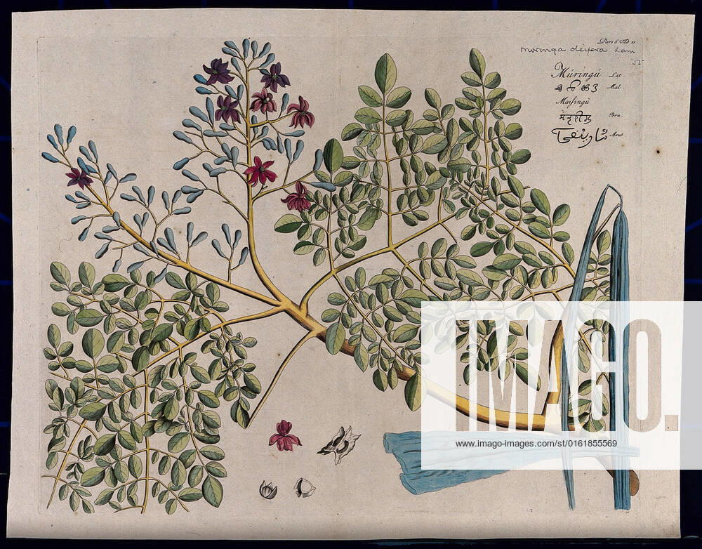 Horse-radish tree (Moringa oleifera Lam.): branch with flowers and separate flower, pods and seeds. Coloured line engraving.