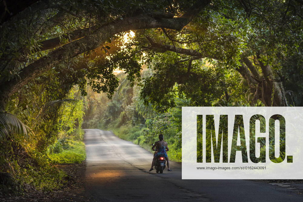 USA, Hawaii, Big Island , Puna District, tree tunnel Hilo