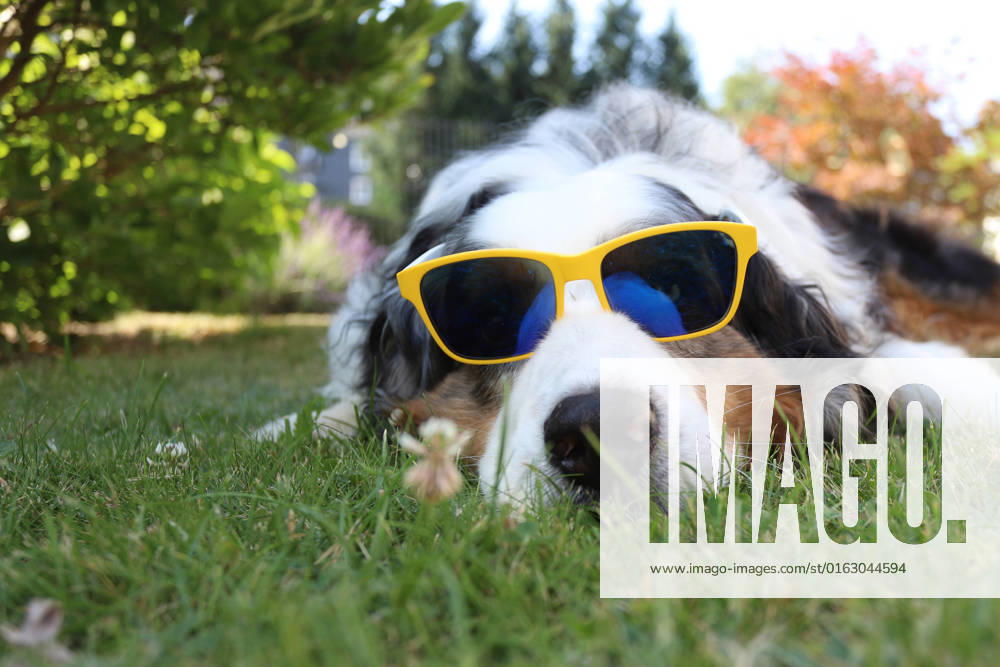 The heat wave is here, a dog Australian Shepherd , lying with sunglasses in the morning in the shady garden heat wave in Siegerland, Germany on 19 07 2022 in Siegen Germany