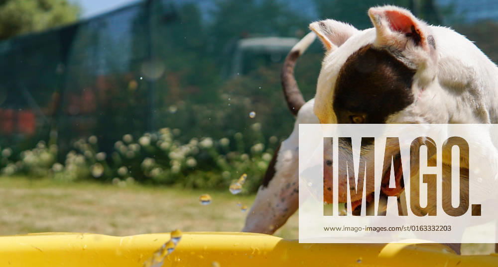 Dogs cool off during heatwave in Croatia Dog plays and cools off in a pool in Shelter for abandoned animals Dumovec, in Zagreb, Croatia, on July 22, 2022. LeonardoxBosnar PIXSELL