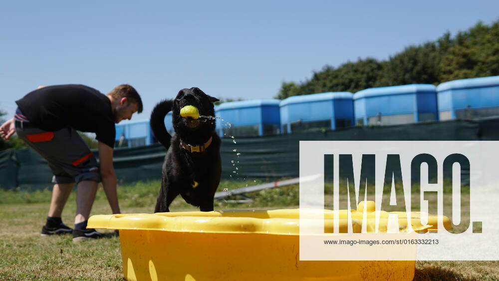 Dogs cool off during heatwave in Croatia Dog plays and cools off in a pool in Shelter for abandoned animals Dumovec, in Zagreb, Croatia, on July 22, 2022. LeonardoxBosnar PIXSELL