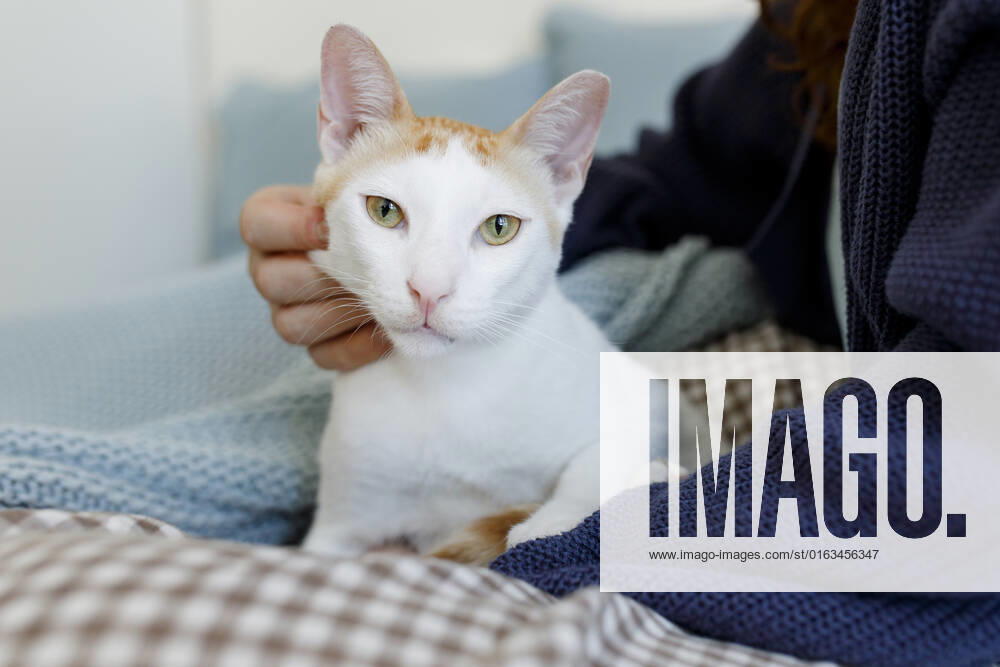 Woman stroking cat sitting on bed at home model released, Symbolfoto property released, TYF00290