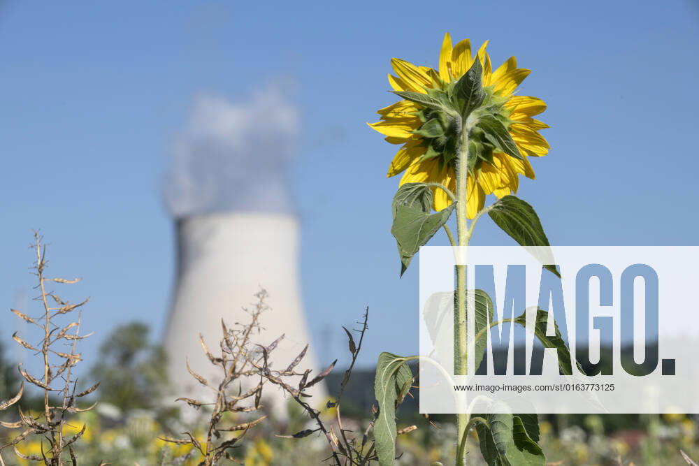 Atomkraftwerk Isar 2 in Essenbach bei Landshut, Grünen-Symbol Sonnenblume, Juli 2022 Deutschland, Essenbach, 19. Juli 2022, Atomkraftwerk Isar 2 in Essenbach bei Landshut wird Ende des Jahres abgeschaltet, Diskussion um Laufzeitverlängerung, Sonnenblume auf einem nahegelegenen Feld als Symbol der Grünen, Symbolfoto, Abschaltung, Abschalten, Stilllegung, Atomausstieg, Ausstieg oder Verlängerung der Laufzeiten wegen Energiemangel, Betreiber des Kraftwerks ist die PreussenElektra GmbH, Ukrainekrieg, AKW, Atomkraft, Kernkraft, Kernkraftwerk, das AKW Isar 2 ist eines der drei letzten aktiven Kernkraftwerke in Deutschland, Kernenergie, Energiekrise, Stromerzeuger, Stromproduktion, Wirtschaft, Energiewirtschaft, Bayern, Niederbayern, Juli 2022