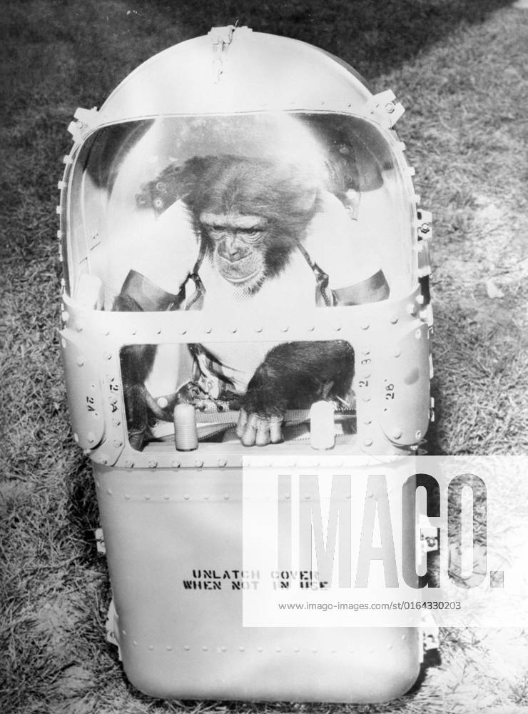 S62-01698 (31 Jan. 1961) --- Chimpanzee Ham in his flight couch, after his trip in the Mercury-Redstone 2 (MR-2) on Jan. 31, 1961.