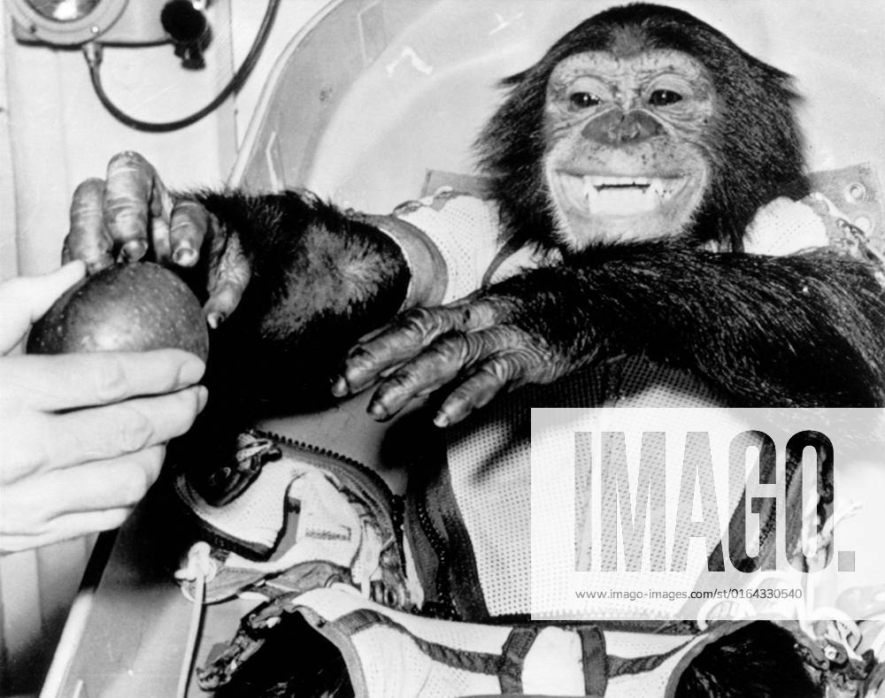 S63-18198 (31 Jan. 1961) --- Closeup view of the chimpanzee Ham , the live test subject for the Mercury-Redstone 2 (MR-2) test flight, following his successful recovery from the Atlantic. The 420-statute mile suborbital MR-2 flight by the 37-pound primate was a significant accomplishment on the American route toward manned spaceflight.