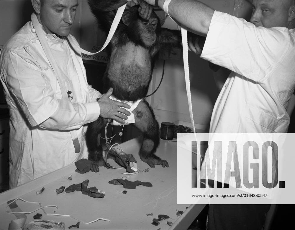 S63-20800 (31 Jan. 1961) --- Chimpanzee Ham being assisted into spacesuit prior to the Mercury-Redstone 2 (MR-2) test flight which was conducted on Jan. 31, 1961.