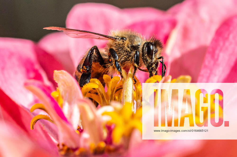 Eine Biene sucht nach Nektar in einer Zinnienbluete am 07.08.2022 in Erfurt. search: Symbolfoto Symbolbild Symbolphoto symbolisch Deutschland Landwirtschaft Pflanzen Pflanze Natur natürlich oekologisch Oekologie Pflanzen Tiere Tier Tierportraet Tierportrait Tierreich Tierwelt Nutztiere Insekten Insekt Zinnien Dahlien Dahlienbluete Blueten Bluete Bienen Biene Honiogbiene Honigbienen Bienenvolk Bienenvoelker Honigbienenvolk Honigbienenvoelker Nektar Pollen Nahrungssuche Honig sammeln Bienenvolk Bienenvoelker biologisch biologische vielfalt biosphaere biosphaeren biosphaerenreservat biosphaerenreservate Rettung Hautfluegler Bienenstock Arbeitsbiene arbeitsbienen Bestaeubung Bienenbestand Bienenbestaende Umweltveraenderungen natuerlicher