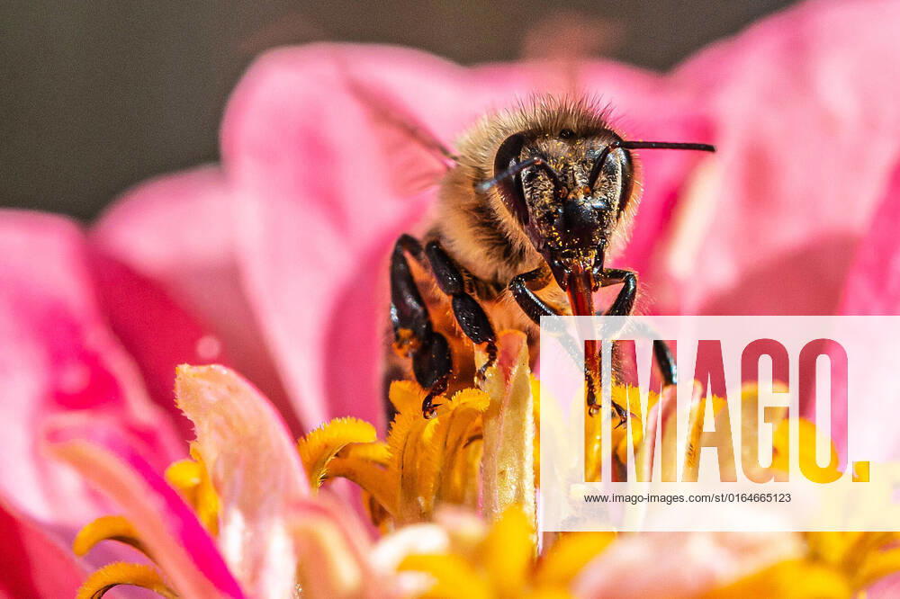 Eine Biene sucht nach Nektar in einer Zinnienbluete am 07.08.2022 in Erfurt. search: Symbolfoto Symbolbild Symbolphoto symbolisch Deutschland Landwirtschaft Pflanzen Pflanze Natur natürlich oekologisch Oekologie Pflanzen Tiere Tier Tierportraet Tierportrait Tierreich Tierwelt Nutztiere Insekten Insekt Zinnien Dahlien Dahlienbluete Blueten Bluete Bienen Biene Honiogbiene Honigbienen Bienenvolk Bienenvoelker Honigbienenvolk Honigbienenvoelker Nektar Pollen Nahrungssuche Honig sammeln Bienenvolk Bienenvoelker biologisch biologische vielfalt biosphaere biosphaeren biosphaerenreservat biosphaerenreservate Rettung Hautfluegler Bienenstock Arbeitsbiene arbeitsbienen Bestaeubung Bienenbestand Bienenbestaende Umweltveraenderungen natuerlicher