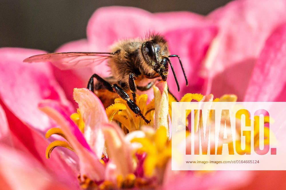 Eine Biene sucht nach Nektar in einer Zinnienbluete am 07.08.2022 in Erfurt. search: Symbolfoto Symbolbild Symbolphoto symbolisch Deutschland Landwirtschaft Pflanzen Pflanze Natur natürlich oekologisch Oekologie Pflanzen Tiere Tier Tierportraet Tierportrait Tierreich Tierwelt Nutztiere Insekten Insekt Zinnien Dahlien Dahlienbluete Blueten Bluete Bienen Biene Honiogbiene Honigbienen Bienenvolk Bienenvoelker Honigbienenvolk Honigbienenvoelker Nektar Pollen Nahrungssuche Honig sammeln Bienenvolk Bienenvoelker biologisch biologische vielfalt biosphaere biosphaeren biosphaerenreservat biosphaerenreservate Rettung Hautfluegler Bienenstock Arbeitsbiene arbeitsbienen Bestaeubung Bienenbestand Bienenbestaende Umweltveraenderungen natuerlicher