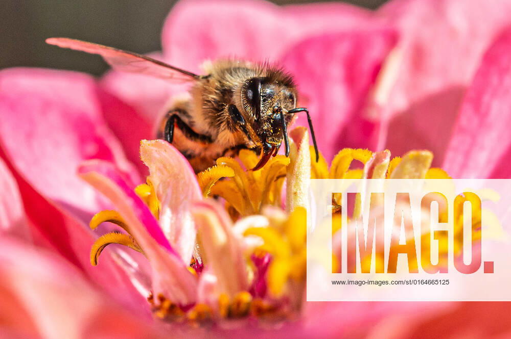 Eine Biene sucht nach Nektar in einer Zinnienbluete am 07.08.2022 in Erfurt. search: Symbolfoto Symbolbild Symbolphoto symbolisch Deutschland Landwirtschaft Pflanzen Pflanze Natur natürlich oekologisch Oekologie Pflanzen Tiere Tier Tierportraet Tierportrait Tierreich Tierwelt Nutztiere Insekten Insekt Zinnien Dahlien Dahlienbluete Blueten Bluete Bienen Biene Honiogbiene Honigbienen Bienenvolk Bienenvoelker Honigbienenvolk Honigbienenvoelker Nektar Pollen Nahrungssuche Honig sammeln Bienenvolk Bienenvoelker biologisch biologische vielfalt biosphaere biosphaeren biosphaerenreservat biosphaerenreservate Rettung Hautfluegler Bienenstock Arbeitsbiene arbeitsbienen Bestaeubung Bienenbestand Bienenbestaende Umweltveraenderungen natuerlicher