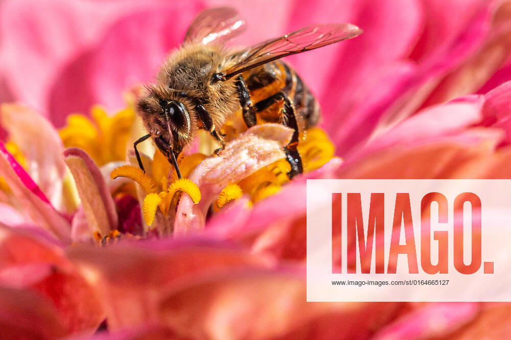 Eine Biene sucht nach Nektar in einer Zinnienbluete am 07.08.2022 in Erfurt. search: Symbolfoto Symbolbild Symbolphoto symbolisch Deutschland Landwirtschaft Pflanzen Pflanze Natur natürlich oekologisch Oekologie Pflanzen Tiere Tier Tierportraet Tierportrait Tierreich Tierwelt Nutztiere Insekten Insekt Zinnien Dahlien Dahlienbluete Blueten Bluete Bienen Biene Honiogbiene Honigbienen Bienenvolk Bienenvoelker Honigbienenvolk Honigbienenvoelker Nektar Pollen Nahrungssuche Honig sammeln Bienenvolk Bienenvoelker biologisch biologische vielfalt biosphaere biosphaeren biosphaerenreservat biosphaerenreservate Rettung Hautfluegler Bienenstock Arbeitsbiene arbeitsbienen Bestaeubung Bienenbestand Bienenbestaende Umweltveraenderungen natuerlicher