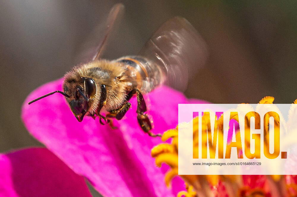 Eine Biene sucht nach Nektar in einer Zinnienbluete am 07.08.2022 in Erfurt. search: Symbolfoto Symbolbild Symbolphoto symbolisch Deutschland Landwirtschaft Pflanzen Pflanze Natur natürlich oekologisch Oekologie Pflanzen Tiere Tier Tierportraet Tierportrait Tierreich Tierwelt Nutztiere Insekten Insekt Zinnien Dahlien Dahlienbluete Blueten Bluete Bienen Biene Honiogbiene Honigbienen Bienenvolk Bienenvoelker Honigbienenvolk Honigbienenvoelker Nektar Pollen Nahrungssuche Honig sammeln Bienenvolk Bienenvoelker biologisch biologische vielfalt biosphaere biosphaeren biosphaerenreservat biosphaerenreservate Rettung Hautfluegler Bienenstock Arbeitsbiene arbeitsbienen Bestaeubung Bienenbestand Bienenbestaende Umweltveraenderungen natuerlicher