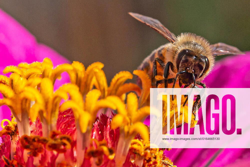 Eine Biene sucht nach Nektar in einer Zinnienbluete am 07.08.2022 in Erfurt. search: Symbolfoto Symbolbild Symbolphoto symbolisch Deutschland Landwirtschaft Pflanzen Pflanze Natur natürlich oekologisch Oekologie Pflanzen Tiere Tier Tierportraet Tierportrait Tierreich Tierwelt Nutztiere Insekten Insekt Zinnien Dahlien Dahlienbluete Blueten Bluete Bienen Biene Honiogbiene Honigbienen Bienenvolk Bienenvoelker Honigbienenvolk Honigbienenvoelker Nektar Pollen Nahrungssuche Honig sammeln Bienenvolk Bienenvoelker biologisch biologische vielfalt biosphaere biosphaeren biosphaerenreservat biosphaerenreservate Rettung Hautfluegler Bienenstock Arbeitsbiene arbeitsbienen Bestaeubung Bienenbestand Bienenbestaende Umweltveraenderungen natuerlicher