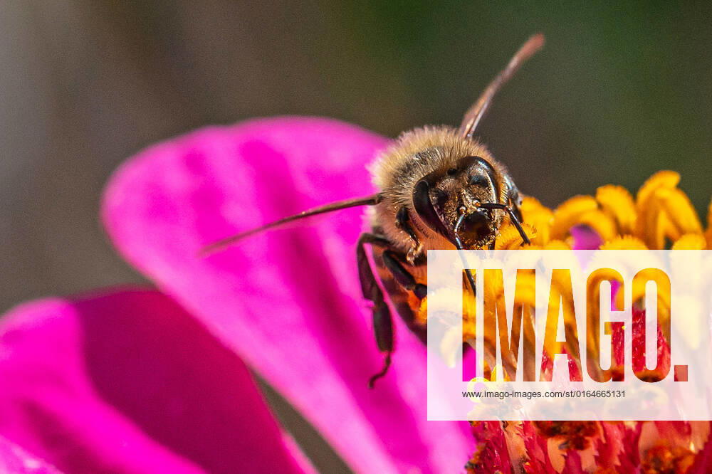 Eine Biene sucht nach Nektar in einer Zinnienbluete am 07.08.2022 in Erfurt. search: Symbolfoto Symbolbild Symbolphoto symbolisch Deutschland Landwirtschaft Pflanzen Pflanze Natur natürlich oekologisch Oekologie Pflanzen Tiere Tier Tierportraet Tierportrait Tierreich Tierwelt Nutztiere Insekten Insekt Zinnien Dahlien Dahlienbluete Blueten Bluete Bienen Biene Honiogbiene Honigbienen Bienenvolk Bienenvoelker Honigbienenvolk Honigbienenvoelker Nektar Pollen Nahrungssuche Honig sammeln Bienenvolk Bienenvoelker biologisch biologische vielfalt biosphaere biosphaeren biosphaerenreservat biosphaerenreservate Rettung Hautfluegler Bienenstock Arbeitsbiene arbeitsbienen Bestaeubung Bienenbestand Bienenbestaende Umweltveraenderungen natuerlicher