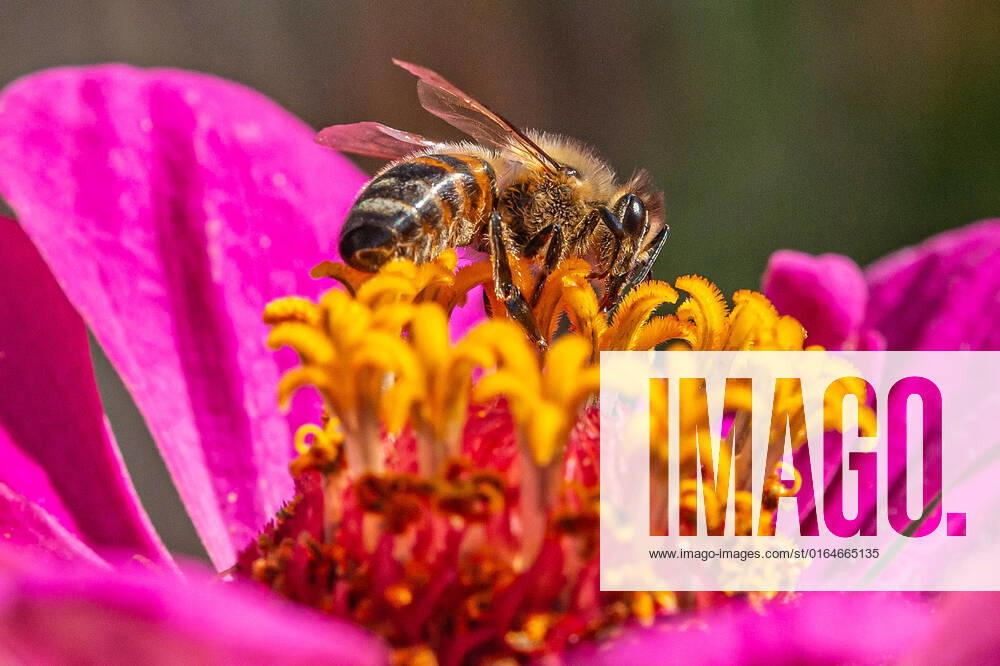 Eine Biene sucht nach Nektar in einer Zinnienbluete am 07.08.2022 in Erfurt. search: Symbolfoto Symbolbild Symbolphoto symbolisch Deutschland Landwirtschaft Pflanzen Pflanze Natur natürlich oekologisch Oekologie Pflanzen Tiere Tier Tierportraet Tierportrait Tierreich Tierwelt Nutztiere Insekten Insekt Zinnien Dahlien Dahlienbluete Blueten Bluete Bienen Biene Honiogbiene Honigbienen Bienenvolk Bienenvoelker Honigbienenvolk Honigbienenvoelker Nektar Pollen Nahrungssuche Honig sammeln Bienenvolk Bienenvoelker biologisch biologische vielfalt biosphaere biosphaeren biosphaerenreservat biosphaerenreservate Rettung Hautfluegler Bienenstock Arbeitsbiene arbeitsbienen Bestaeubung Bienenbestand Bienenbestaende Umweltveraenderungen natuerlicher