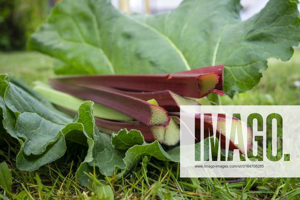 Freshly harvested stalks and leaves of rhubarb, Freshly harvested stalks and leaves of rhubarb lying on a lawn outdoors in close up low angle, 24.07.2020 17:22:04,