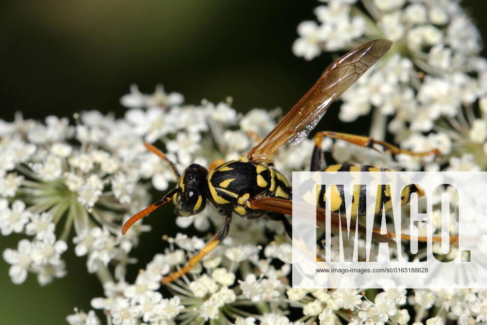 European Paper Wasp European paper wasp (Polistes dominula) on a Queen Anne s Lace (Daucus carota) flower in Markham, Ontario, Canada, on August 10, 2022. Markham Canada