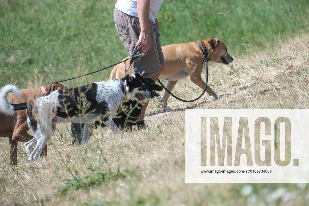 Dusseldorf 16 08 2022 dog walking long leash dog leash walking walking law walking law dog owner animal protection dog regulation Dusseldorf North Rhine Westphalia Germany