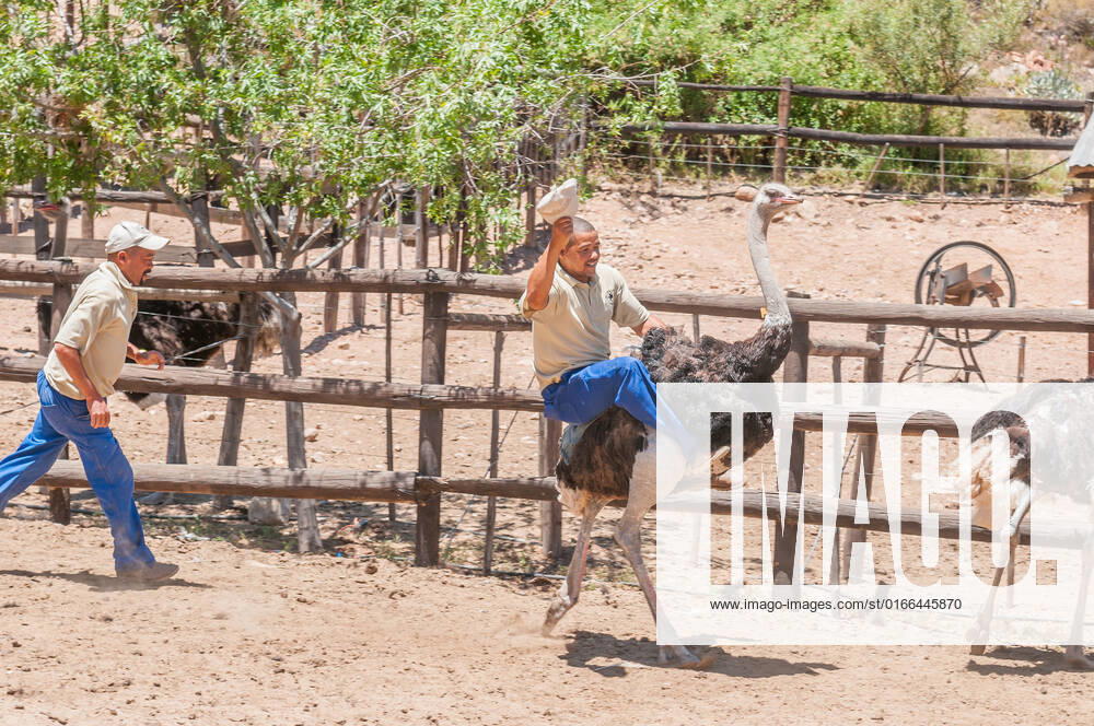 Unidentified people doing Ostrich riding at the Cango Ostrich Farm , 18771584.jpg, Africa, Cango, Karoo, Ostrich, Oudtshoorn, Schoemanshoek, South Africa, Struthio camelus, Summer, Western Cape Province, african, beak, farm, feather, noon, ride, riding, sunlight, sunny, wildlife,