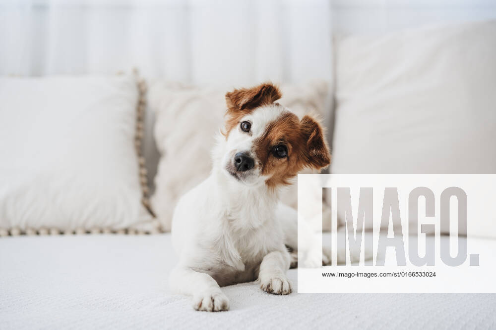 Cute dog sitting on sofa at home property released, EBBF05837