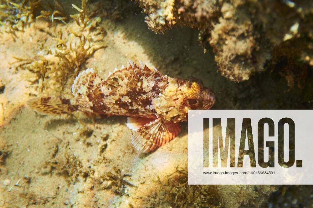 Big Red Dragon head Scorpaena scrofa on seabed, catalonia, Spain, Europe
