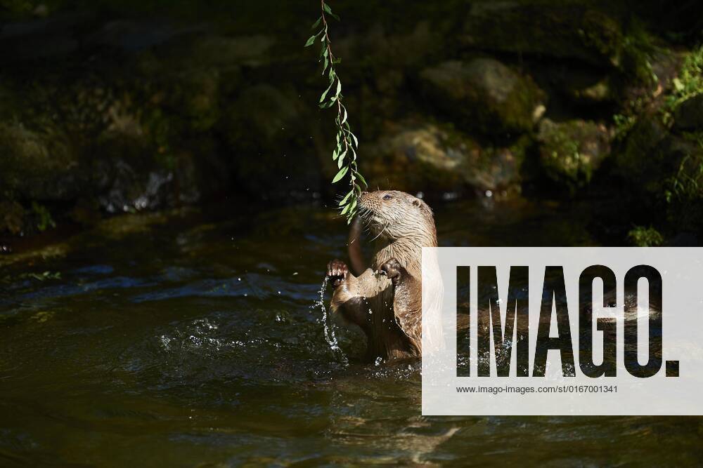 Otters Lutra Lutra , playing at Water, Bavaria, Germany, Europe