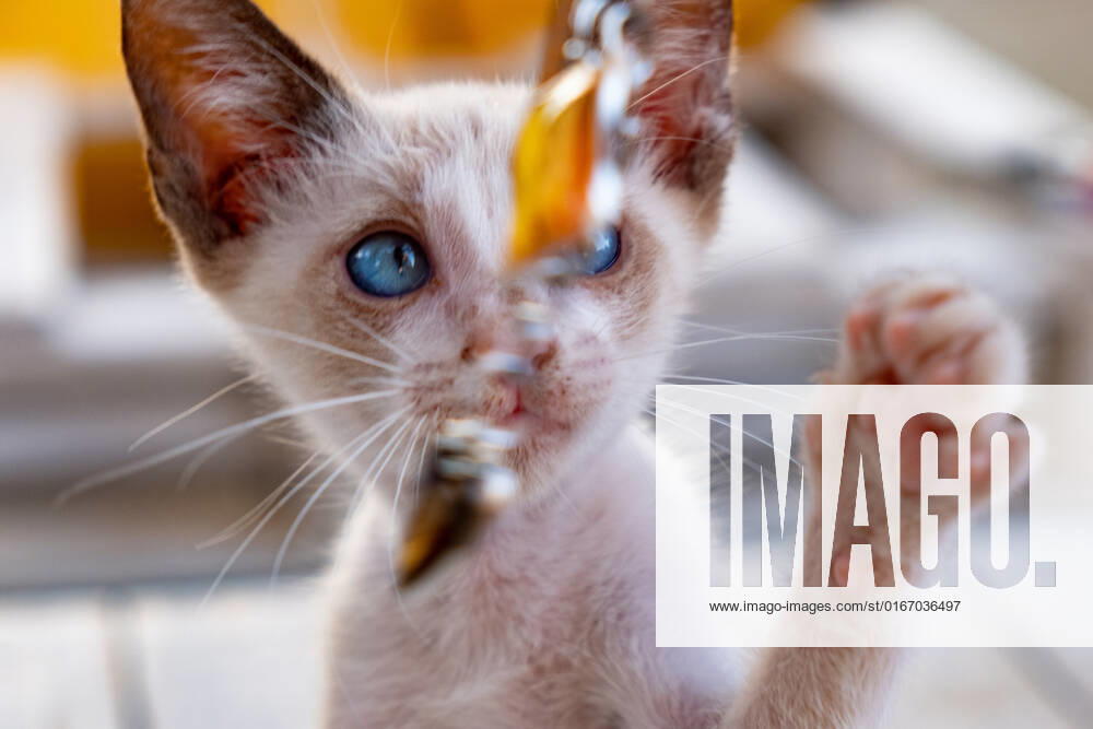Junge Katze spielt mit einem Schluesselanhaenger in Nea Artaki am 24. August 2022. GREECE - ARTAKI - CAT
